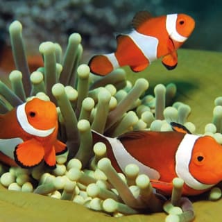 Palma Aquarium: Entrada gratuita + Cine Aquadome 3D opcional 38