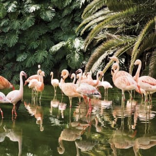 Loro Parque: Entrada 51