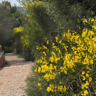 Valldemossa Tour and its Most Beautiful Viewpoints Easy Hike 20