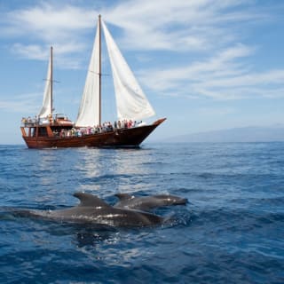 Costa Adeje: Crucero guiado de 2 horas para avistar ballenas y delfines 1