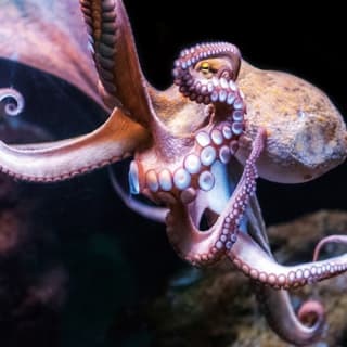 Palma Aquarium: Entrada gratuita + Cine Aquadome 3D opcional 70