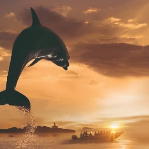 Dolphin Watching at Dawn in Alcúdia