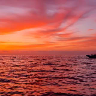 Dolphin Watching at Dawn in Alcúdia 9