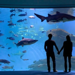 Palma Aquarium: Entrada gratuita + Cine Aquadome 3D opcional 57