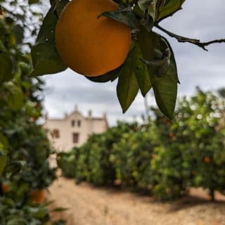 Huerto Ribera: Visita guiada a un huerto de naranjos desde Valencia + degustación gastronómica 6