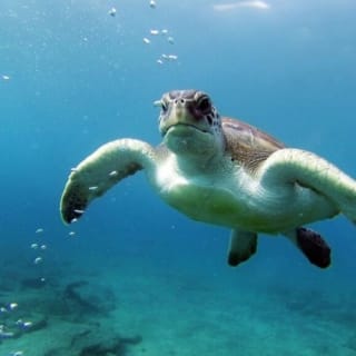 Tenerife: Excursión guiada de Kayak y Snorkel 1