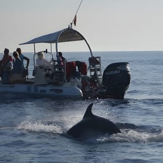 Dolphin Watching at Dawn in Alcúdia 4