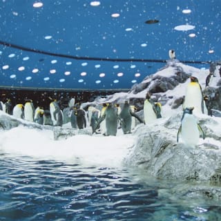 Loro Parque: Entrada 68
