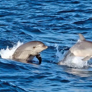 Sunrise Boat Trip in Mallorca with Dolphin-Watching 4