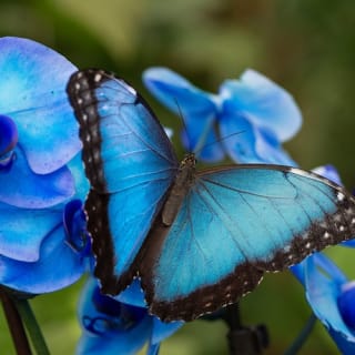 Mariposario de Benalmádena: Entrada 1
