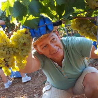 Mallorca: Visita guiada a Bodegas y Almazara + Catas + Traslado de ida y vuelta 15