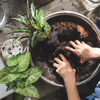Kokedamas, el arte de tener plantas sin macetas 3