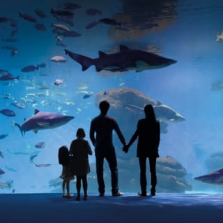 Palma Aquarium: Entrada gratuita + Cine Aquadome 3D opcional 1