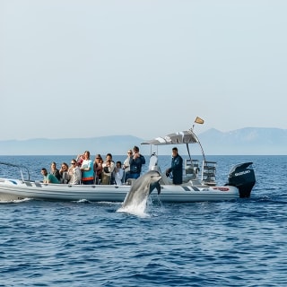 Dolphin Watching at Dawn in Alcúdia 8