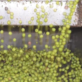 Mallorca: Visita guiada a Bodegas y Almazara + Catas + Traslado de ida y vuelta 2