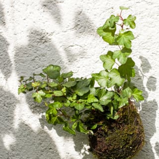 Kokedamas, el arte de tener plantas sin macetas 2