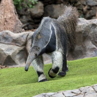 Loro Parque: Entrada 38