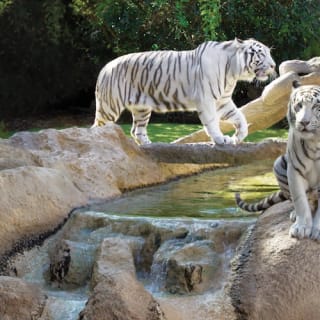 Loro Parque: Entrada 27
