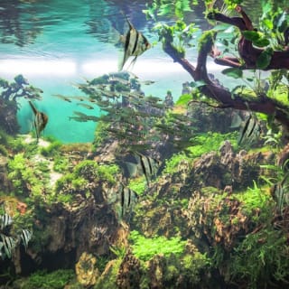 Loro Parque: Entrada 33