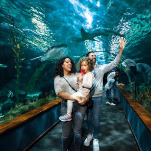 Loro Parque: Entrada