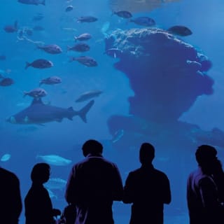 Palma Aquarium: Entrada gratuita + Cine Aquadome 3D opcional 62