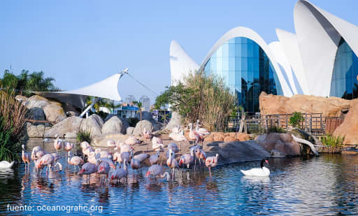 Oceanogràfic València 1