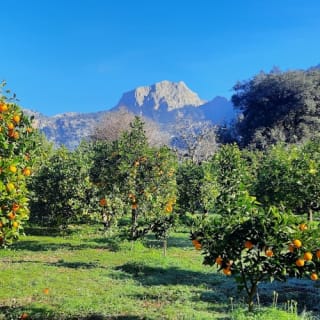 Mallorca: Valle de los Naranjos y Valldemossa Visita Guiada + Traslados 22