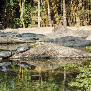 Loro Parque: Entrada 49