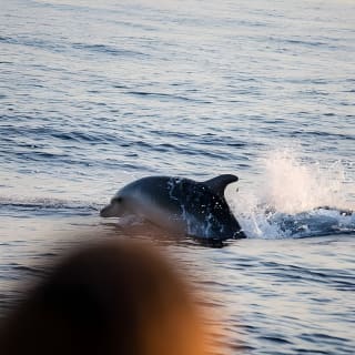 Sunrise Boat Trip in Mallorca with Dolphin-Watching 15
