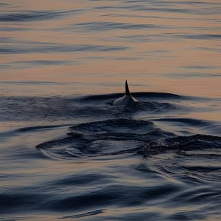 Sunrise Boat Trip in Mallorca with Dolphin-Watching 14