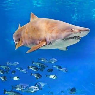 Palma Aquarium: Entrada gratuita + Cine Aquadome 3D opcional 27