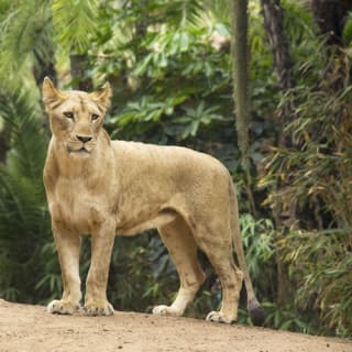 Loro Parque: Entrada 11